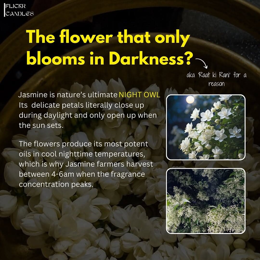 POV: You just learned jasmine is basically liquid gold that makes your brain hap thumbnail 5